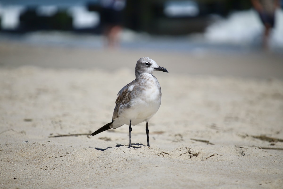 Delaware coastline, sell your mortgage note in Delaware