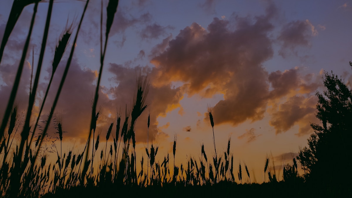Kansas wheat field at sunset, sell your mortgage note in Kansas