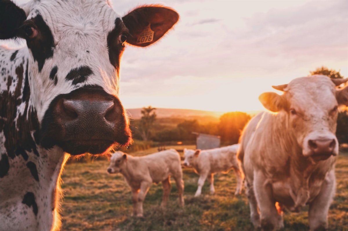 Cattle grazing on vacant land — agricultural use can increase land note value